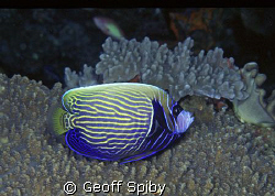 A "teenager" Emperor angelfish-you can still see the fein... by Geoff Spiby 